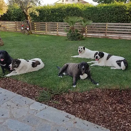 ベッド・アンド・ブレックファスト Arpe Montemiletto